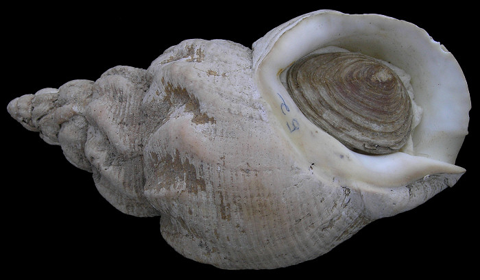 Buccinum undatum Linnaeus, 1758 Waved Whelk