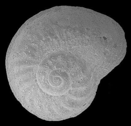 Cyclostremiscus obliquestriatus (H. C. Lea, 1843) Fossil