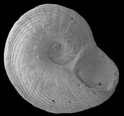 Cyclostremiscus obliquestriatus (H. C. Lea, 1843) Fossil