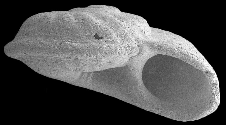 Cyclostremiscus obliquestriatus (H. C. Lea, 1843) Fossil