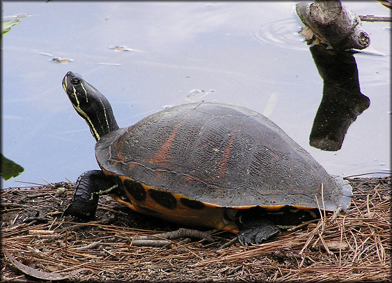 Florida Red-bellied Turtle [Pseudemys nelsoni]
