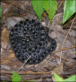 Dusky Pygmy Rattlesnake [Sistrurus miliarius barbouri]