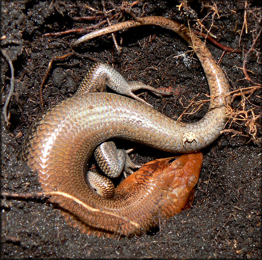 Broad-headed Skink [Plestiodon laticeps] Male