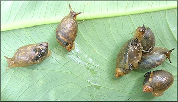 ?Succinea unicolor Tryon, 1866 Squatty Ambersnail?