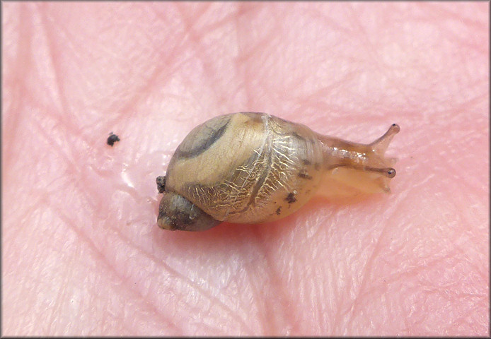 Succinea unicolor Tryon, 1866 Squatty Ambersnail