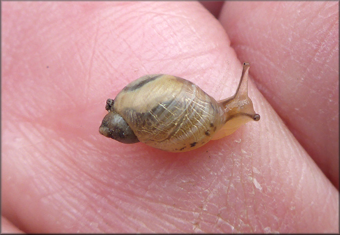 Succinea unicolor Tryon, 1866 Squatty Ambersnail