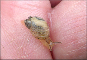 Succinea unicolor Tryon, 1866 Squatty Ambersnail