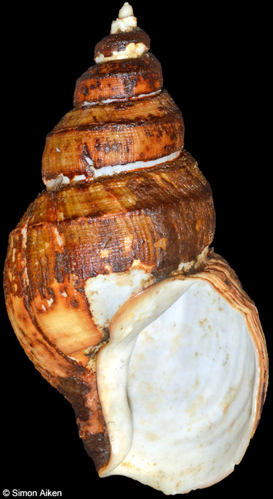 Clinopegma magnum unicum (Pilsbry, 1905)