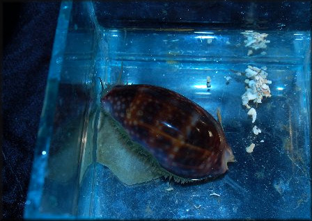 Macrocypraea zebra (Linnaeus, 1758) Measled Cowrie