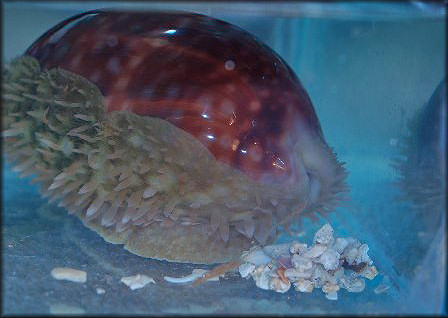 Macrocypraea zebra (Linnaeus, 1758) Measled Cowrie