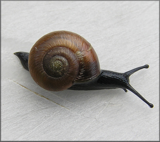 Mesomphix perlaevis (Pilsbry, 1900) Smooth Button