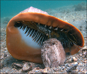 Cassis madagascariensis spinella Clench, 1944 Cameo Helmet