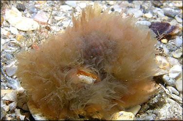 Cymatium (Gelagna) succinctum (Linn, 1771) Living Animal In Situ