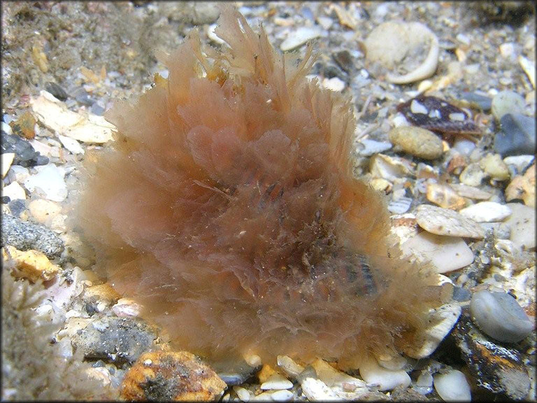 Cymatium (Gelagna) succinctum (Linn, 1771) Living Animal In Situ