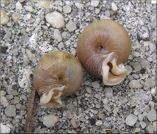 Daedalochila uvulifera From Under Low Vegetation On Shrine Center Property 7/8/2015