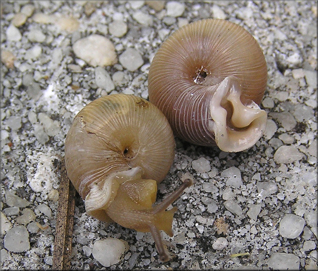 Daedalochila uvulifera From Under Low Vegetation On Shrine Center Property 7/8/2015