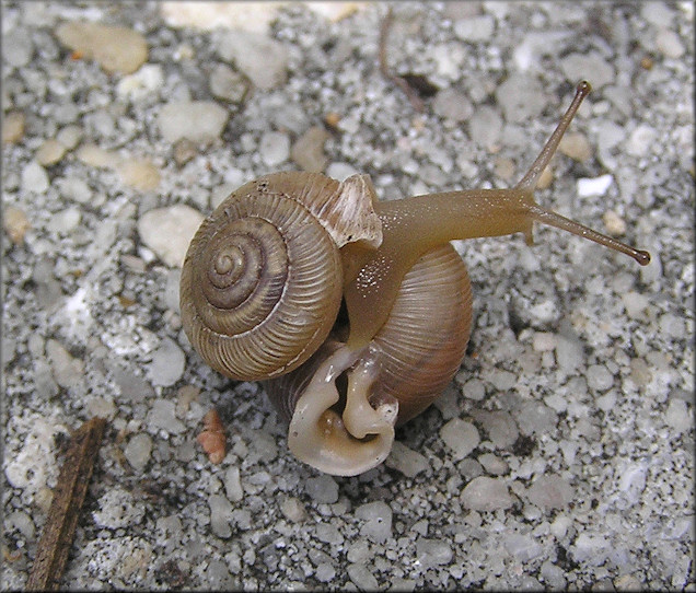 Daedalochila uvulifera From Under Low Vegetation On Shrine Center Property 7/8/2015