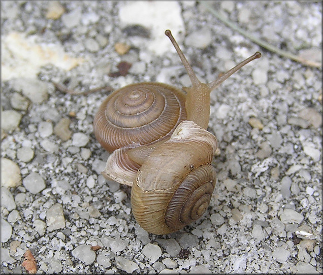 Daedalochila uvulifera From Under Low Vegetation On Shrine Center Property 7/8/2015