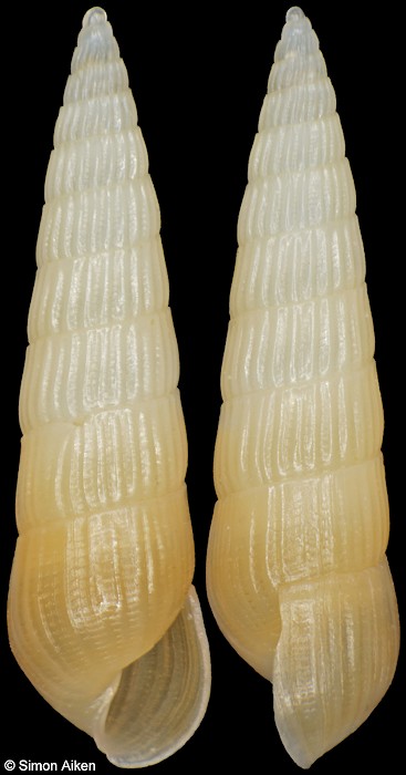 Turbonilla tincta G. B. Sowerby III, 1900