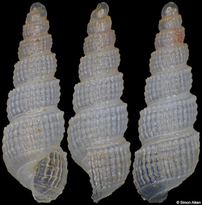 Turbonilla tegulata G. B. Sowerby III, 1892