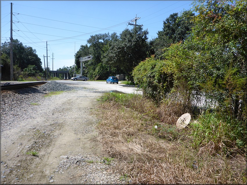 Some of the Daedalochila habitat, foreground on the right, looking towards the south