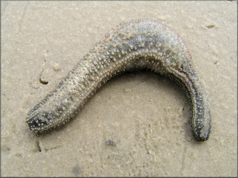 Thyonella gemmata Pourtales, 1852 Striped Sea Cucumber