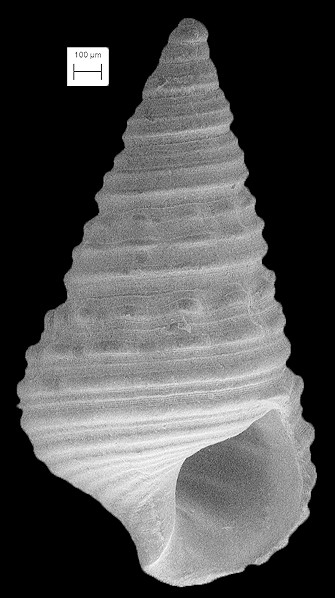 Lampanella minima (Gmelin, 1791) West Indian False Cerith