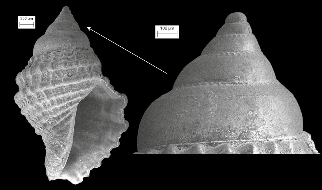 Stramonita haemastoma (Linnaeus, 1767) Florida Rocksnail Juvenile