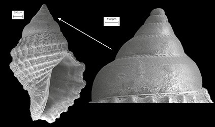 Stramonita haemastoma (Linnaeus, 1767) Florida Rocksnail Juvenile