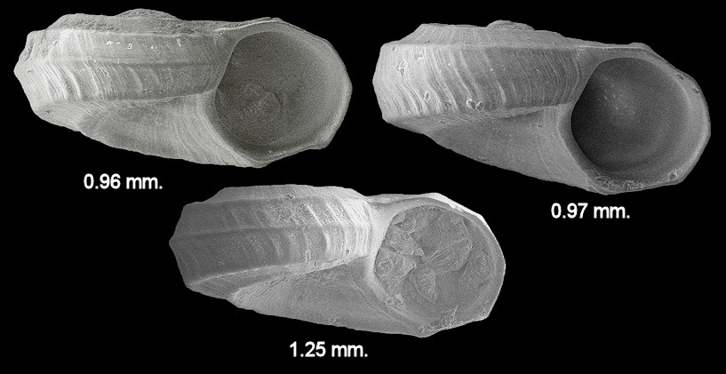 Cyclostremiscus sp.