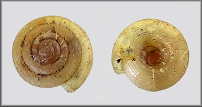 Helicodiscus parallelus (Say, 1821) Compound Coil