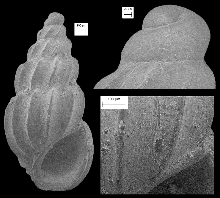 Schwartziella fischeri (Desjardin, 1949)