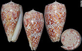 Conus adamsonii Broderip, 1836 