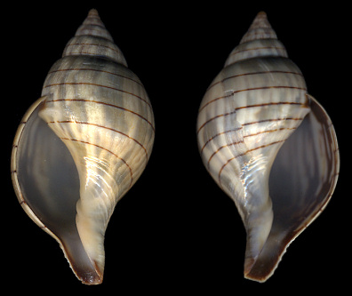 Cinctura hunteria (G. Perry, 1811) Eastern Banded Tulip Sinistral