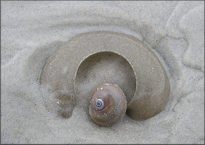 Neverita duplicata (Say, 1822) Shark Eye Sand Egg Collar