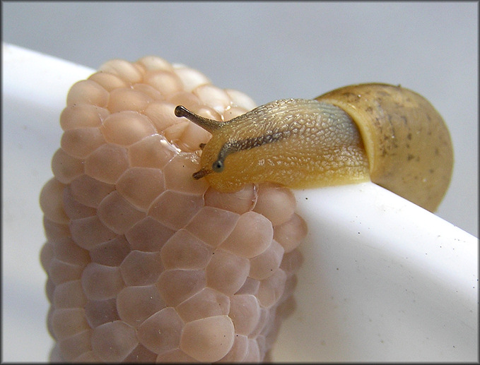 Bradybaena similaris (Frussac, 1821) Asian Tramp Snail