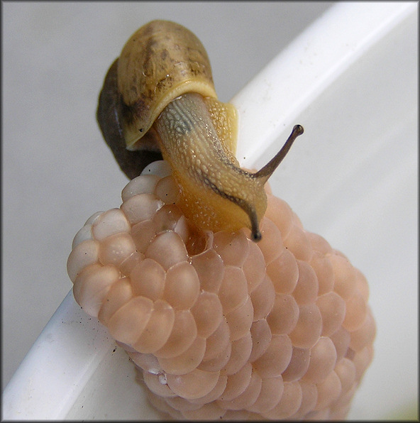 Bradybaena similaris (Frussac, 1821) Asian Tramp Snail