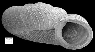 Vallonia parvula Sterki, 1893 Trumpet Vallonia Fossil