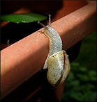 Bradybaena similaris (Frussac, 1821) Asian Tramp Snail