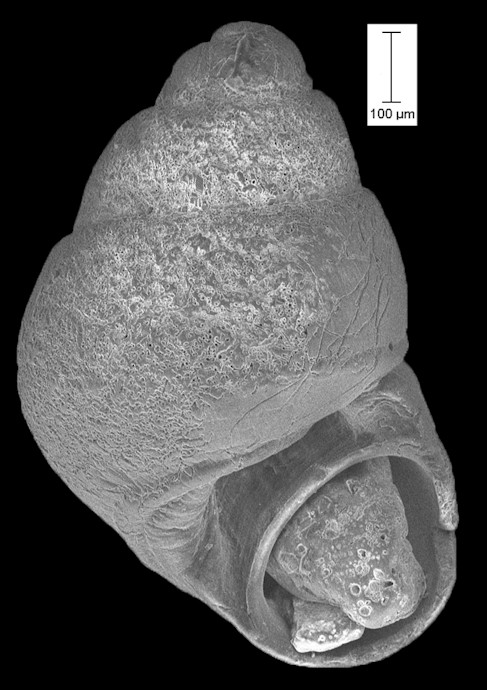 Amphithalamus vallei Aguayo and Jaume, 1946 Valls Barleysnail 