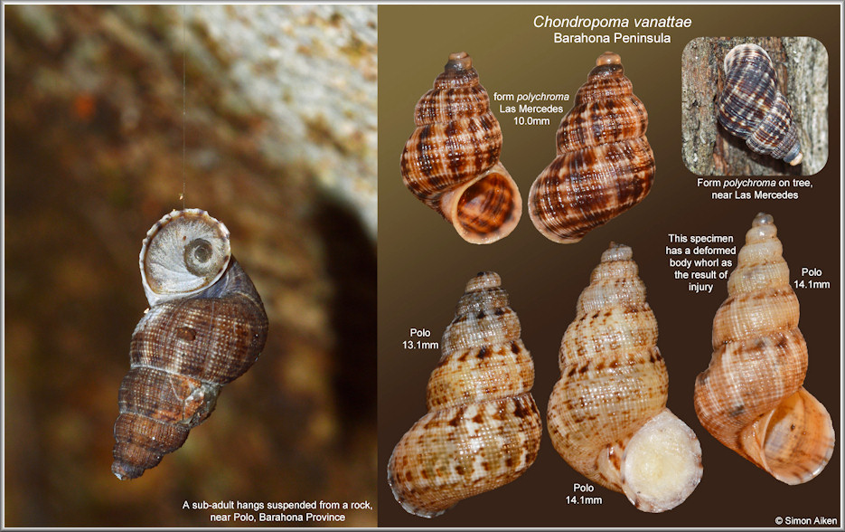 Chondropoma vanattae Pilsbry, 1933