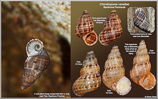 Chondropoma vanattae Pilsbry, 1933