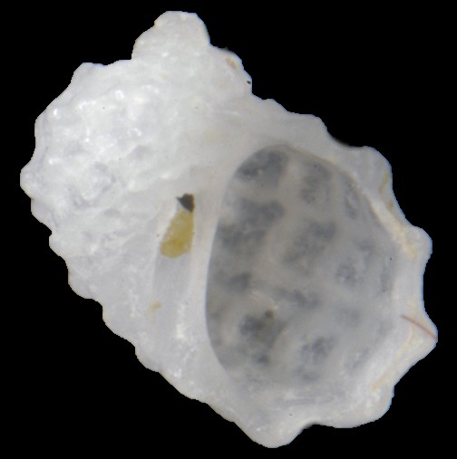 Vanikoro sulcatus (d'Orbigny, 1842) Juvenile