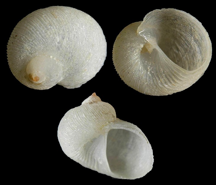 Vanikoro imbricata Pease, 1861 