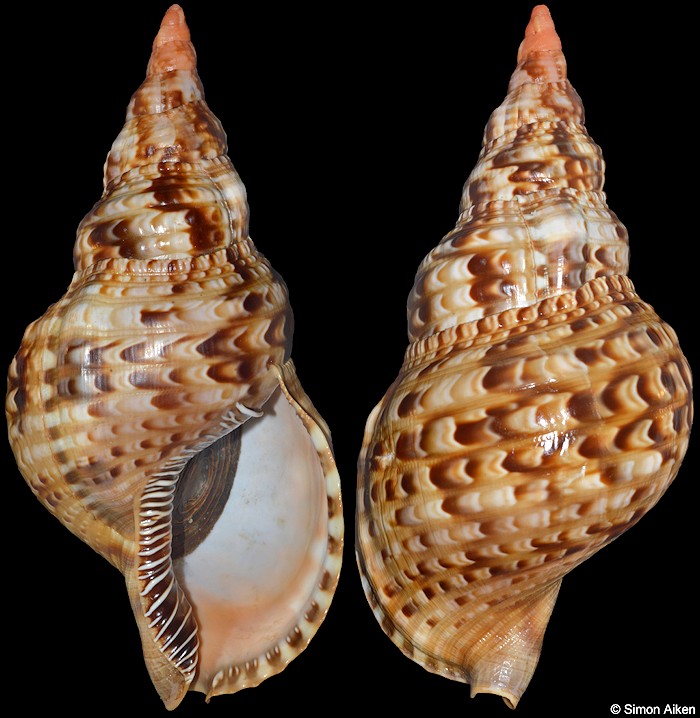 Charonia variegata (Lamarck, 1816)