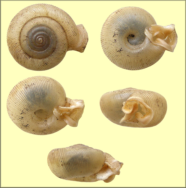 Daedalochila sp. aff. bicornuta (Pilsbry, 1900) Two-horn Liptooth Variant B - Sumter County