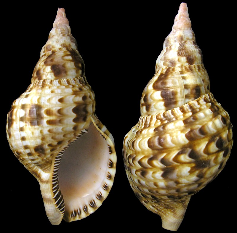 Charonia variegata (Lamarck, 1816)