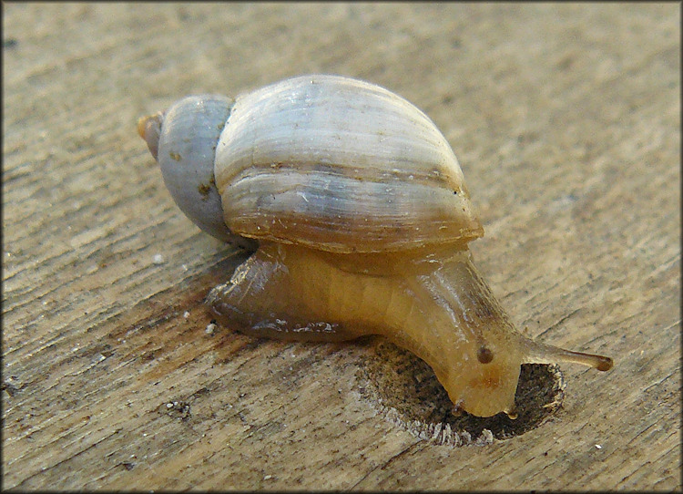 Succinea campestris Say, 1818 Crinkled Ambersnail