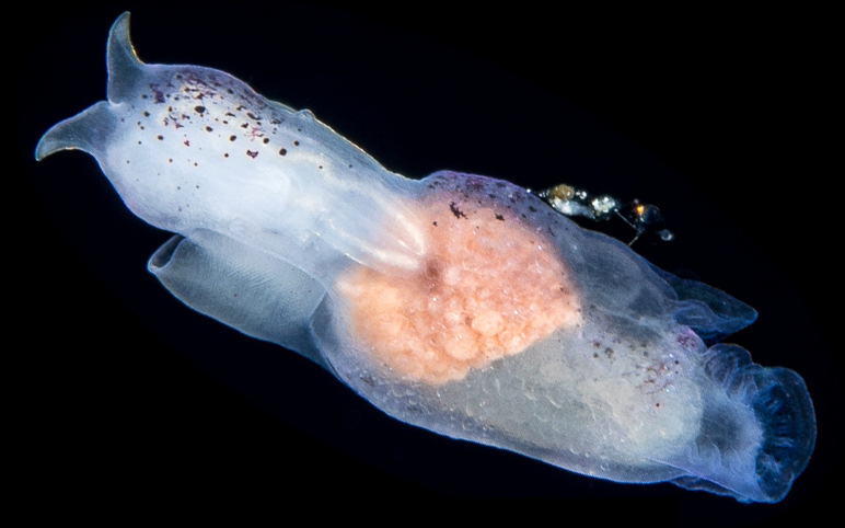 Sea Angel (Order Gymnosomata de Blainville, 1824)