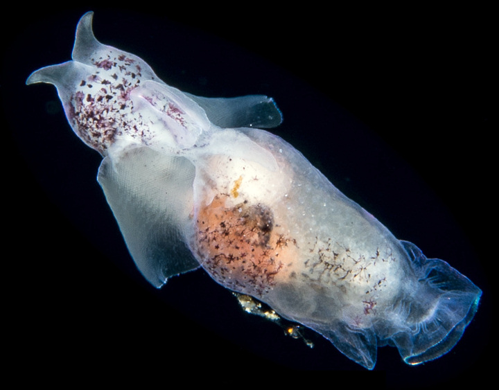 Sea Angel (Order Gymnosomata de Blainville, 1824)